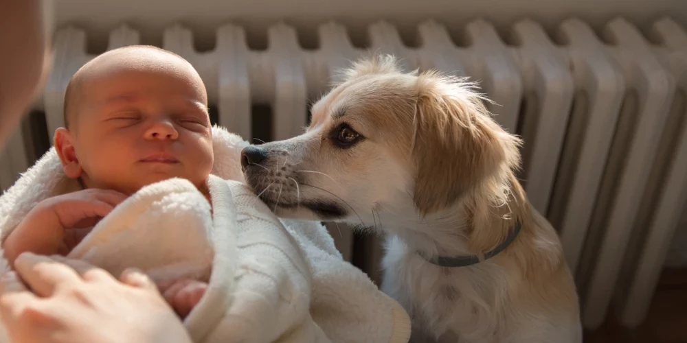 Ģimenē piedzimis mazulis. Kā šīs pārmaiņas uztver tavs suns? 