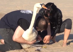 ВИДЕО: на Даугавгриве прохожие спасли раненого лебедя