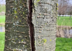 Milzu plaisas uz sakurām Uzvaras parkā