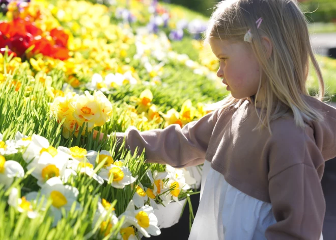 Neatkarības atjaunošanas dienas gadskārtā Brīvības pieminekli izrotā ar ziediem (foto: Lita Millere/LETA)