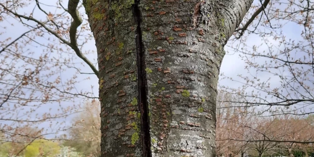 ФОТО: что случилось с сакурами в парке Узварас? На деревьях появились гигантские трещины