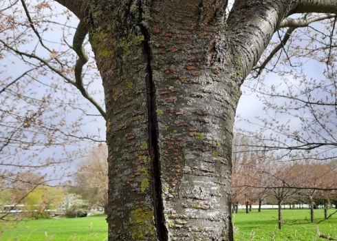 ФОТО: что случилось с сакурами в парке Узварас? На деревьях появились гигантские трещины