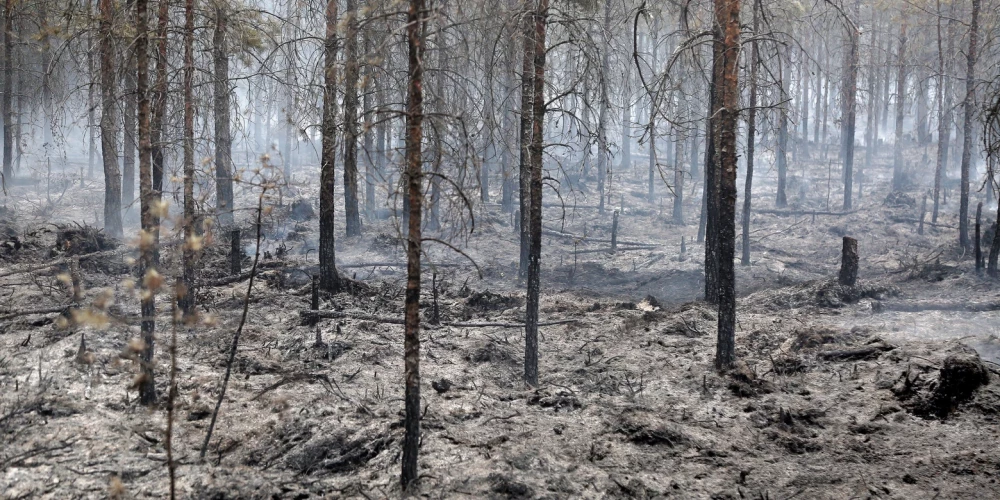 Латвия горит - крупнейший в этом году лесной пожар вызван деятельностью людей