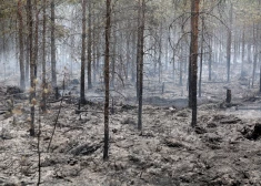 Латвия горит - крупнейший в этом году лесной пожар вызван деятельностью людей
