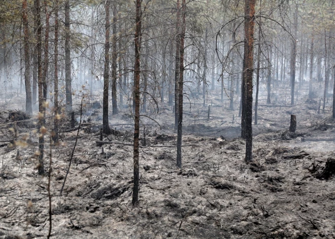 Латвия горит - крупнейший в этом году лесной пожар вызван деятельностью людей