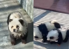 Когда на настоящих нет денег: в китайском зоопарке покрасили щенков... в панд