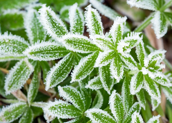 Kā pasargāt dārzu no salnām? Stāsta dārzkopības eksperts