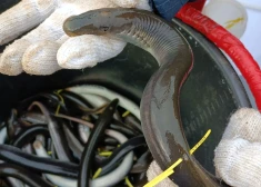 ФОТО: рыбак в Венте поймал очень необычный улов