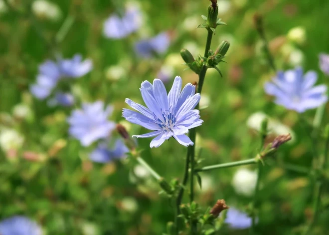 Ko labu veselībai dod “zilā pienene” – cigoriņš