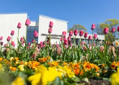 ФОТО: какая красота! В Юрмале зацвели почти 80 000 тюльпанов, нарциссов и гиацинтов