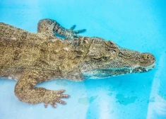 "На человека из пруда бросился крокодил": как экзотические животные от нерадивых владельцев попадают в Рижский зоопарк