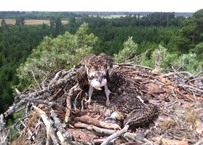 Pērn atklātas piecas jaunas īpaši aizsargājamā zivjērgļa apdzīvotas teritorijas