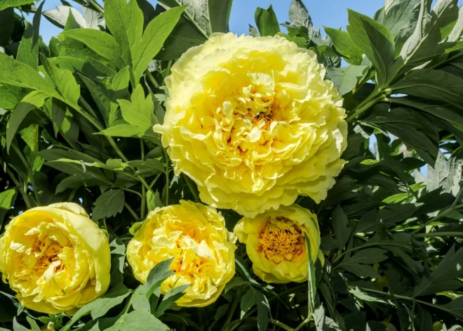 Miljonu vērta peonija - cilvēki par šīm puķēm gatavi maksāt pārsteidzošas summas