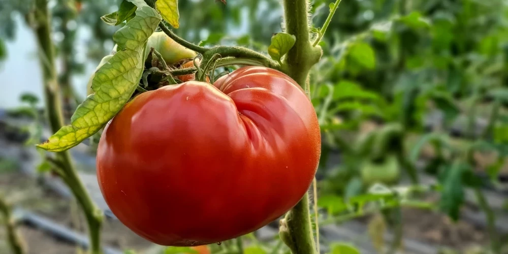 Zelta vērti padomi tomātu audzētājiem, lai tiktu pie brangas ražas