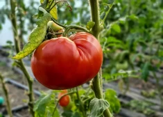 Zelta vērti padomi tomātu audzētājiem, lai tiktu pie brangas ražas