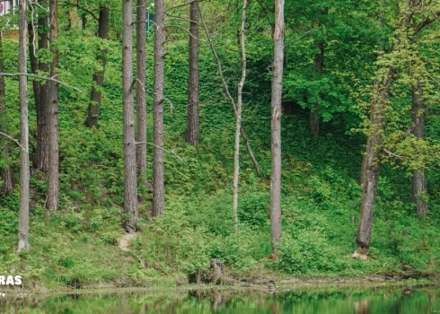 Valmieras novada mednieki cīnās ar bebriem pilsētā; novads izstrādā noteikumus   