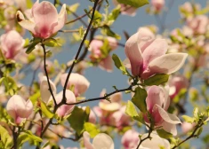 Video: Latvijas Universitātes Botāniskajā dārzā krāšņi zied magnolijas