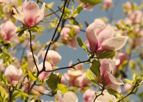 Video: Latvijas Universitātes Botāniskajā dārzā krāšņi zied magnolijas