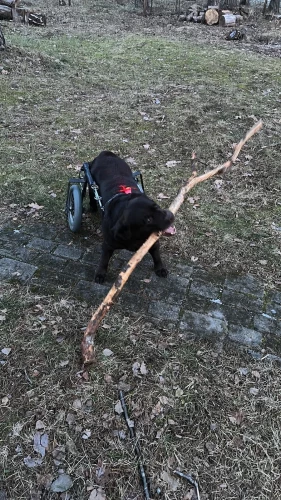 Nu jau piecus gadus Šoko ir īpašā suņa statusā – viņam ir paralizētas pakaļkājas, tādēļ, lai varētu pārvietoties, Lepeško ģimene savam labradoram ir sarūpējusi speciālus ratiņus.