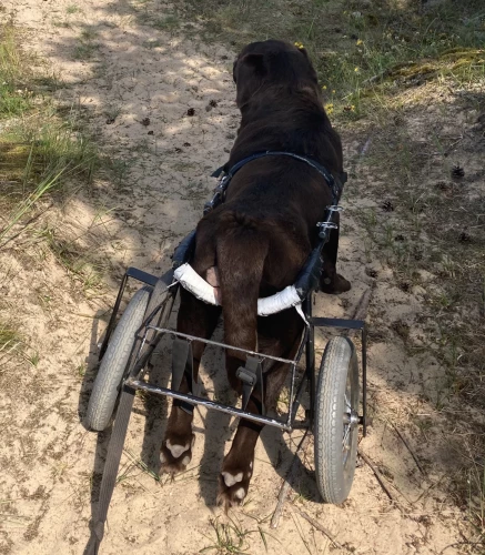 Nu jau piecus gadus Šoko ir īpašā suņa statusā – viņam ir paralizētas pakaļkājas, tādēļ, lai varētu pārvietoties, Lepeško ģimene savam labradoram ir sarūpējusi speciālus ratiņus.