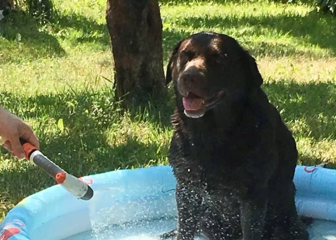 "Savējos nenodod!" - Iveta Lepeško un viņas īpašais labradors Šoko