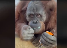 Видео, набравшее 7 млн просмотров: обезьяне дали маленькую пачку сока, после чего она сделала невероятное