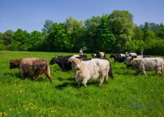 FOTO: mobilais ganāmpulks piedalās Lielupes palienes pļavu labiekārtošanas darbos
