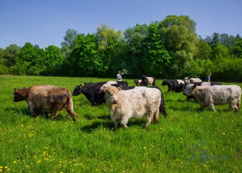 FOTO: mobilais ganāmpulks piedalās Lielupes palienes pļavu labiekārtošanas darbos
