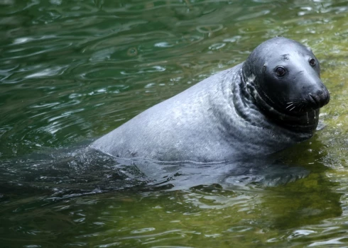 Латвийские рыбаки хотят начать охоту на тюленей - от них много ущерба