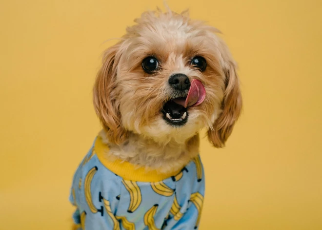 Продукты, которыми категорически нельзя кормить собак