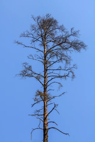 Ja vēlaties nozāģēt kalstošu, slimu un nākotnē potenciāli bīstamu koku, jārēķinās, ka pašvaldība jums var pieprasīt samaksāt vairākus simtus lielu kompensāciju par dabas daudzveidības samazināšanu.