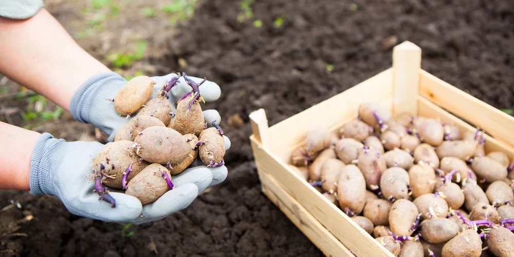 Kādas kartupeļu šķirnes stādīt mazdārziņā? Iesaka eksperts