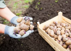 Kādas kartupeļu šķirnes stādīt mazdārziņā? Iesaka eksperts