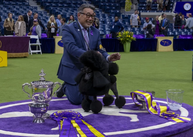 Ņujorkā noslēgusies elitārā Vestminsteras suņu izstāde “Kennel Club Dog Show”. Uzvarētāju godā celts miniatūrais pūdelis Seidža.