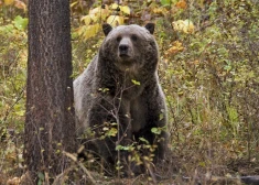 Kanādā mednieks piedzīvo šausminošu grizlilāča uzbrukumu