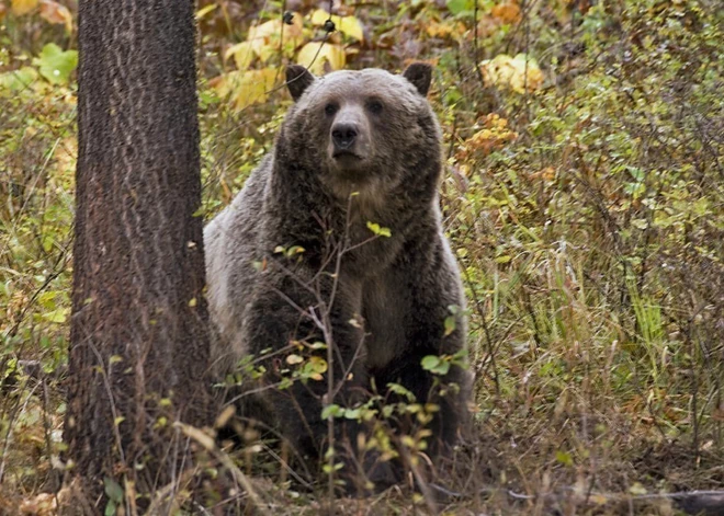 Kanādā mednieks piedzīvo šausminošu grizlilāča uzbrukumu