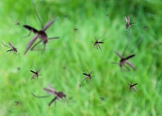 "За 1,5 часа меня укусило не менее 500 комаров": жители Латвии бьют тревогу из-за "комариного кризиса"