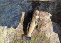 Жители обеспокоены - на пляже Звейниекциемса обнаружена мертвая рыба и стоит неприятный запах