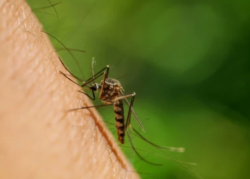 Cilvēki pauž, ka odu šogad ir krietni vairāk kā citus gadus.