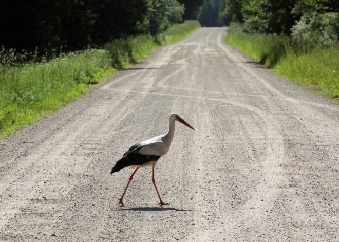 Kāpēc Latvijā jāskaita stārķi? Atbild ornitologi