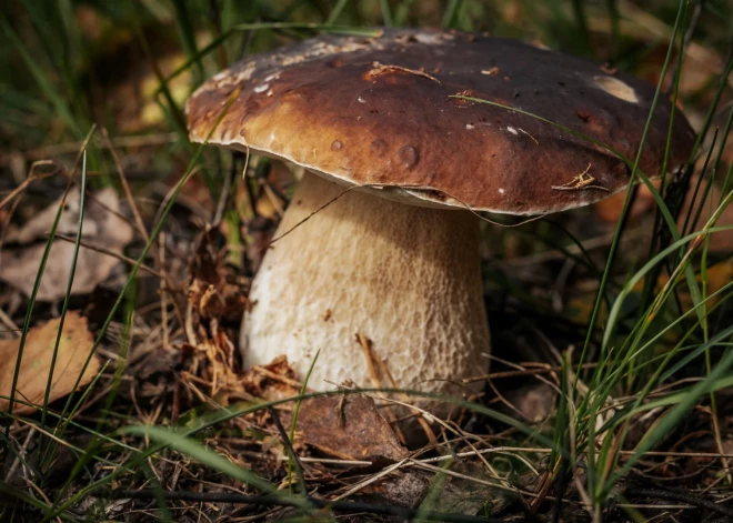 Latvijā top izglītojošas spēles sēņu iepazīšanai