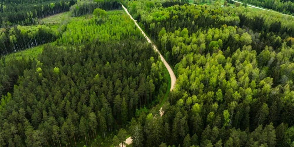 Koki Latvijā aug ātrāk nekā ulmaņlaikos