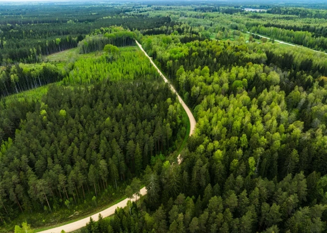 Koki Latvijā aug ātrāk nekā ulmaņlaikos