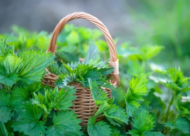 Šai nezālei piemīt apbrīnojamas spējas. Stāsta augu zinātājs