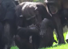 Материнское горе: живущая в зоопарке шимпанзе продолжает носить умершего 3 месяца назад детеныша