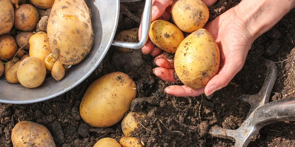 Kas jāzina, ja gribi kartupeļu ražu novākt jau pirms Jāņiem