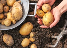Kas jāzina, ja gribi kartupeļu ražu novākt jau pirms Jāņiem