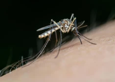 Лето еще не наступило, а латвийцы уже устали от комаров - энтомолог рассказал, как от них защититься