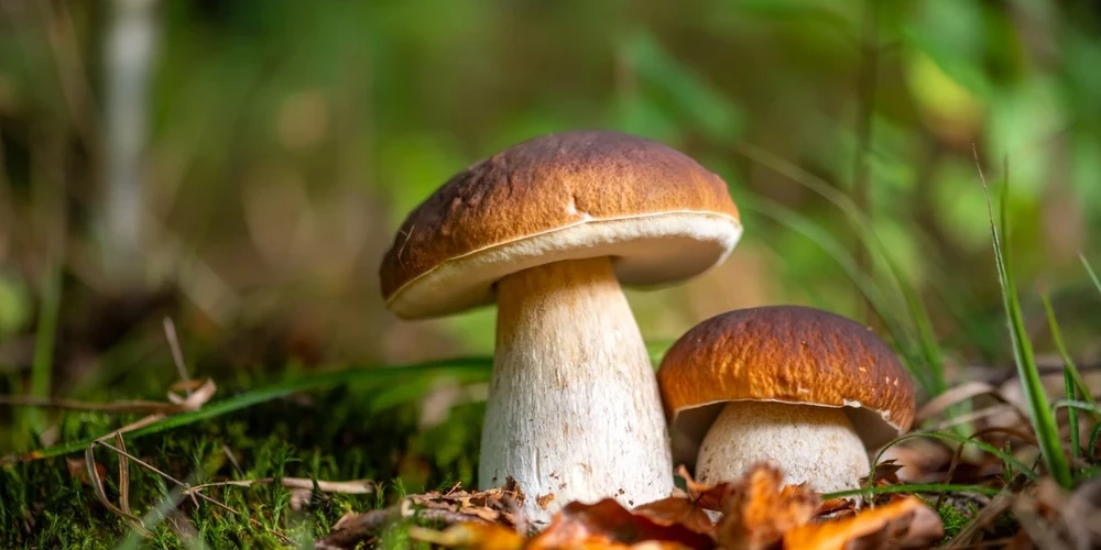 Sēņu entuziasti ziņo par pirmajām baravikām.