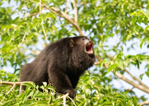 "Падают с деревьев, как яблоки": почему за несколько дней погибло около 140 обезьян-ревунов